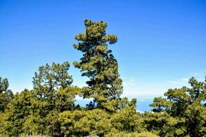 Scenic forest landscape photo