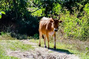 Brown cattle walking on the path photo