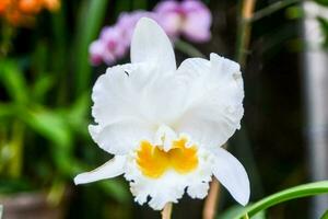 Flourishing white flower photo