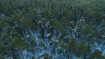 Flight above the snowy green pine and spruce forest in winter. video