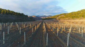 viñedo y montañas en antecedentes a puesta de sol. aéreo vista. volador adelante.. video