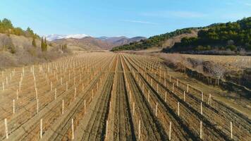 viñedo campos y montañas en antecedentes a soleado día. aéreo vista. video