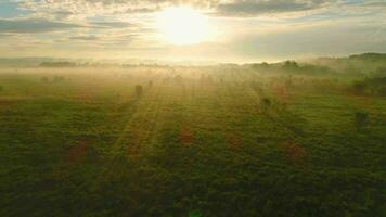 Flying over green meadow and trees at sunrise in fog. Aerial view. video
