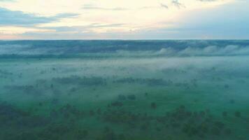 volante al di sopra di campo e alberi nel mattina foschia. aereo Visualizza. caldo tinta. video