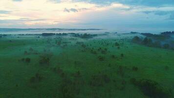 Flying over green field and trees in mist. Aerial view. Warm tint. video