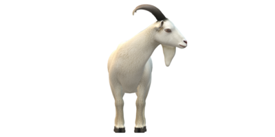 Goat isolated on a Transparent Background png