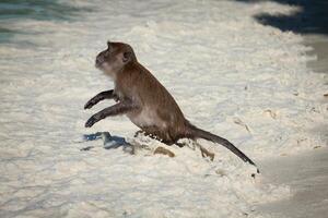 Monkey at the Monkey beach in Koh phi phi island,Thailand photo