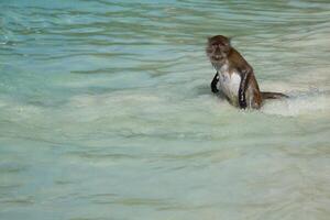 Monkey at the Monkey beach in Koh phi phi island,Thailand photo