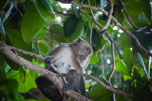 Monkey at the Monkey beach in Koh phi phi island,Thailand photo