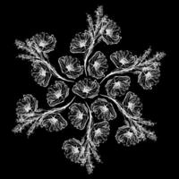 Floral ornament laced style. Vector illustration on a black background