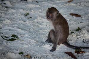 Monkey at the Monkey beach in Koh phi phi island,Thailand photo