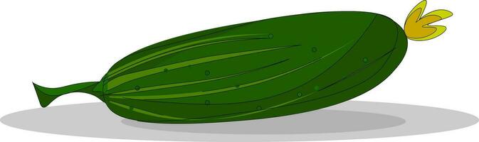 A cucumber, vector or color illustration.