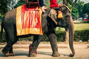 turistas en un elefant paseo alrededor el parque en Ayutthaya, Tailandia. foto