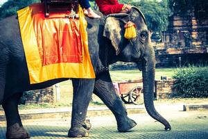 turistas en un elefant paseo alrededor el parque en Ayutthaya, Tailandia. foto