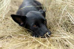 hermosa negro perrito perro sentado en el heno en el otoño foto