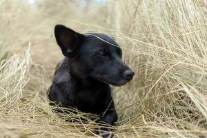 beautiful black puppy dog sitting on the hay in the fall photo