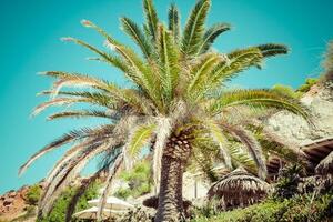 Three palm trees against a blue sky photo