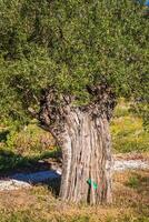 Mediterráneo aceituna campo con antiguo aceituna árbol Listo para cosecha. foto