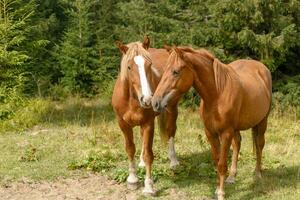 caballos pastado en un montaña pasto en contra montañas. foto