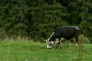 negro y blanco vaca pasto en prado en montañas. foto