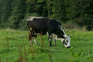 black and white cow grazing on meadow in mountains. photo