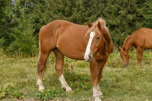 Horses grazed on a mountain pasture against mountains. photo