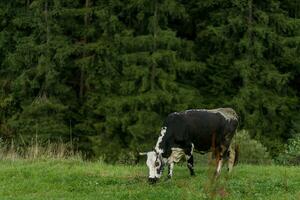 negro y blanco vaca pasto en prado en montañas. foto