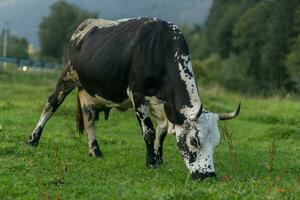 black and white cow grazing on meadow in mountains. photo