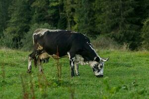 negro y blanco vaca pasto en prado en montañas. foto