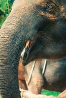elefantes en Tailandia foto