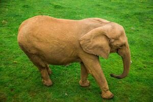 Elephant in the Addo Elephant National Park, South Africa photo