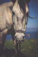 blanco caballo con ensillar a el santander. borroso mar en el antecedentes. foto