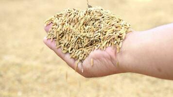 paddy riz dans le mains de Les agriculteurs video