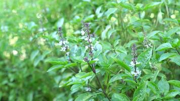 albahaca vegetales son usado con chile pegar. video