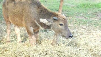 baby buffalo is eating dry straw. video