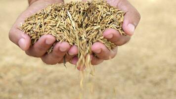 paddy riz dans le mains de Les agriculteurs video