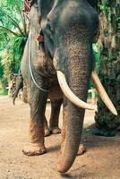 Elephant in Thailand photo