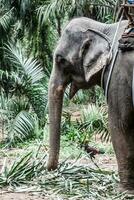 elefante en Tailandia foto