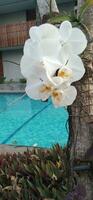 blanco Luna orquídea cerca el nadando piscina foto