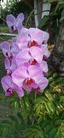 purple moon orchid photo