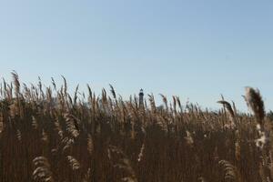 This is an image of Cape May Point lighthouse in the distance. The beautiful red top coming up above the tall brown grass in the field. This image and the colors remind me of the Fall season. photo