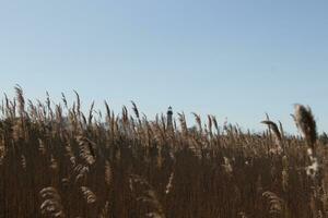 This is an image of Cape May Point lighthouse in the distance. The beautiful red top coming up above the tall brown grass in the field. This image and the colors remind me of the Fall season. photo