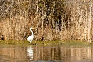 genial garceta en pie alto a el borde de el agua. el blanco cuerpo en pie fuera desde el marrón césped alrededor. el aves cuerpo reflejando en el calma agua de el estanque. su largo cuello fuera para alimento. foto