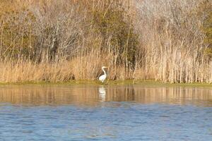 genial garceta en pie alto a el borde de el agua. el blanco cuerpo en pie fuera desde el marrón césped alrededor. el aves cuerpo reflejando en el calma agua de el estanque. su largo cuello fuera para alimento. foto