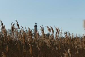 This is an image of Cape May Point lighthouse in the distance. The beautiful red top coming up above the tall brown grass in the field. This image and the colors remind me of the Fall season. photo