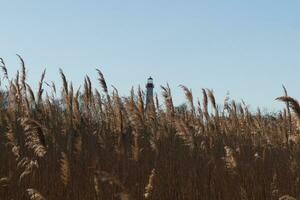 This is an image of Cape May Point lighthouse in the distance. The beautiful red top coming up above the tall brown grass in the field. This image and the colors remind me of the Fall season. photo