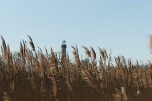 This is an image of Cape May Point lighthouse in the distance. The beautiful red top coming up above the tall brown grass in the field. This image and the colors remind me of the Fall season. photo