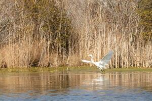 Great egret taking off in flight with his wings spread out. The white body standing out from the brown grass. The bird's colors reflecting in the calm water of the pond. His long neck out for food. photo