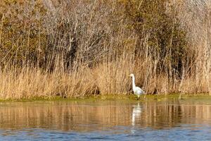 genial garceta en pie alto a el borde de el agua. el blanco cuerpo en pie fuera desde el marrón césped alrededor. el aves cuerpo reflejando en el calma agua de el estanque. su largo cuello fuera para alimento. foto