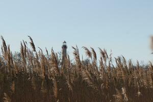 This is an image of Cape May Point lighthouse in the distance. The beautiful red top coming up above the tall brown grass in the field. This image and the colors remind me of the Fall season. photo